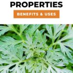 A Natural Defense: Understanding Wormwood’s Antimicrobial Properties