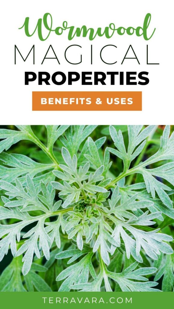 A Natural Defense: Understanding Wormwood’s Antimicrobial Properties