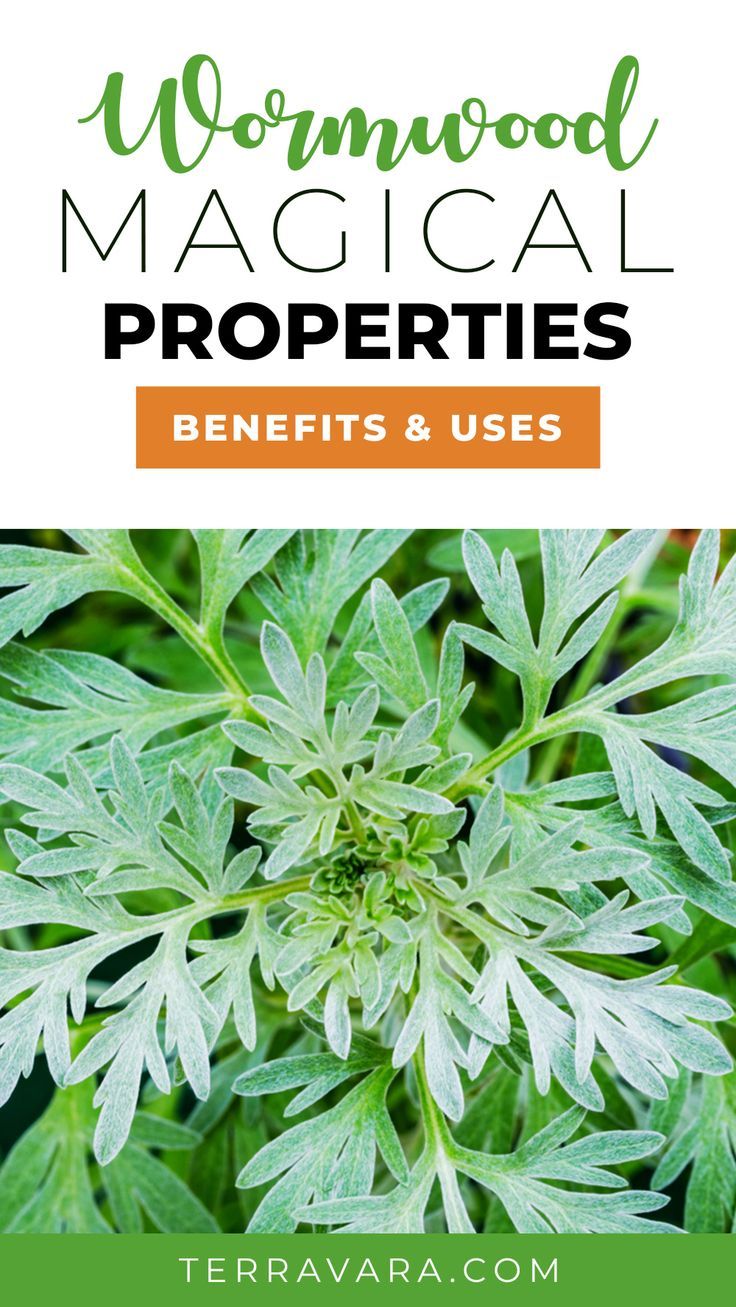 A Natural Defense: Understanding Wormwood’s Antimicrobial Properties
