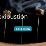 Beyond Moxibustion: Unearthing the Therapeutic Tapestry of Artemisia vulgaris