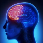 Beyond the Blues: How Peer Support Rewires the Brain Against Depression