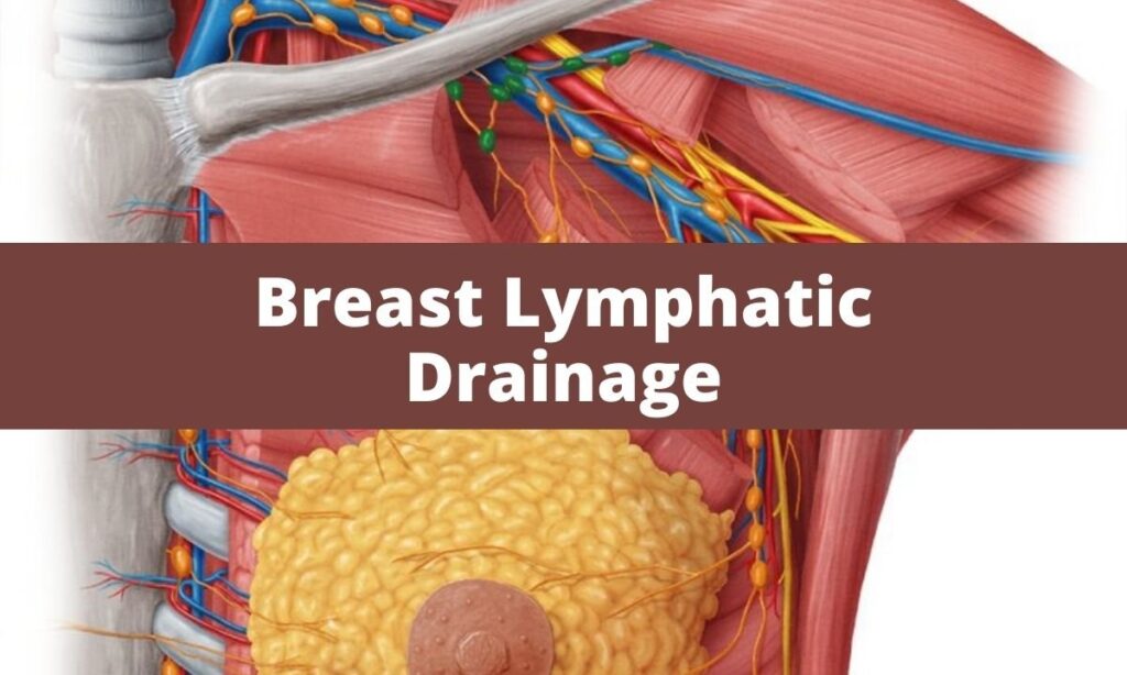 Beyond the Bra: Understanding the Role of Lymphatic Health – The Unseen Current of Vitality