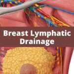 Beyond the Bra: Understanding the Role of Lymphatic Health – The Unseen Current of Vitality