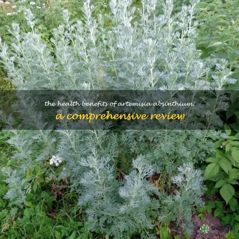 Beyond the Green Fairy: Unveiling the Ancient Wisdom and Modern Science of Artemisia absinthium