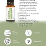 Beyond the Minty Aroma: Unveiling the Profound, Scientifically-Backed Benefits of Wintergreen Infusions