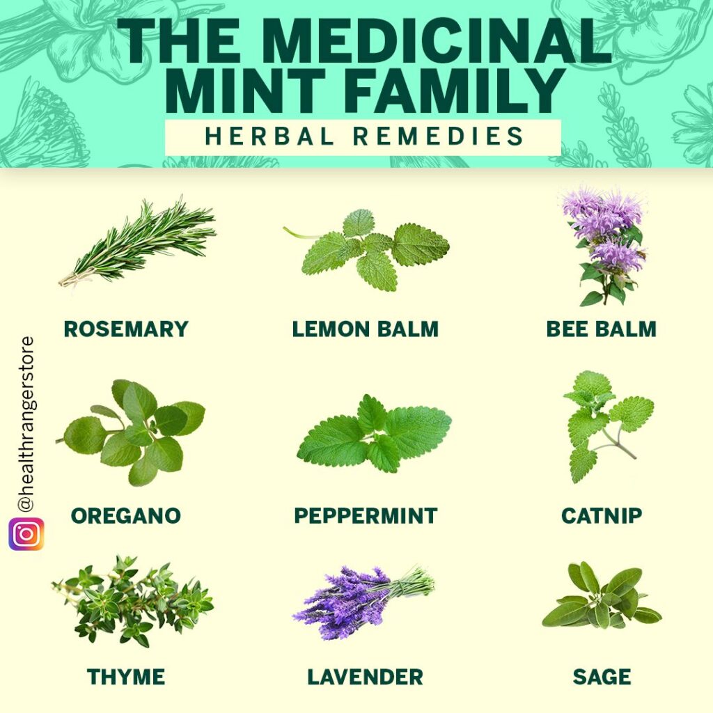 Bye-Bye Burnout: Melissa officinalis – The Ancient Elixir and Modern Panacea for the Overwhelmed Mind
