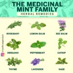 Bye-Bye Burnout: Melissa officinalis – The Ancient Elixir and Modern Panacea for the Overwhelmed Mind