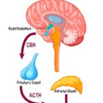Cortisol and Connection: The Physiological Impact of Friendship on Stress Regulation