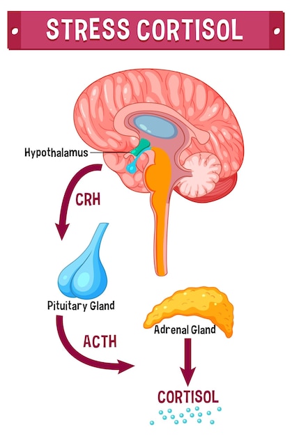 Cortisol and Connection: The Physiological Impact of Friendship on Stress Regulation