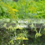 Dill vs. Inflammation: What the Research Says About This Ancient Herb