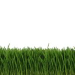 Fighting Fatigue: How Wheatgrass Provides a Caffeine-Free Energy Surge