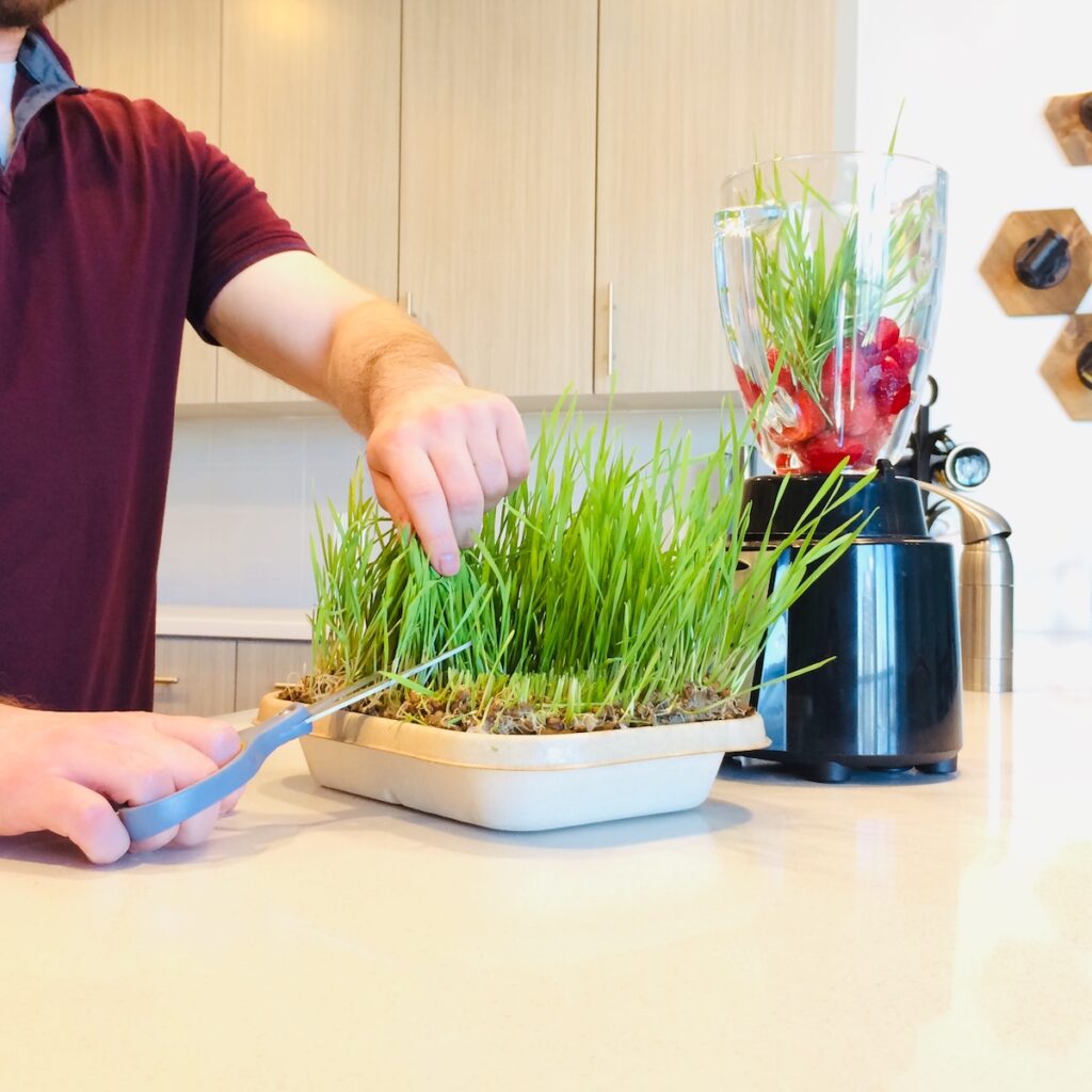 From Field to Flask: Everything You Need to Know About Wheatgrass