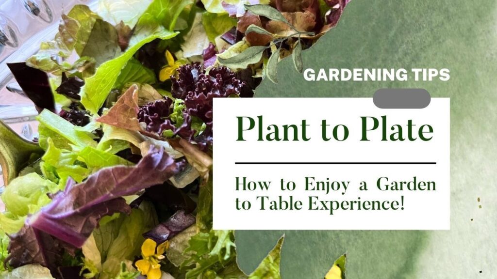 From Garden to Plate: A Beginner’s Guide to Cooking with Turkey Berries