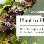 From Garden to Plate: A Beginner’s Guide to Cooking with Turkey Berries