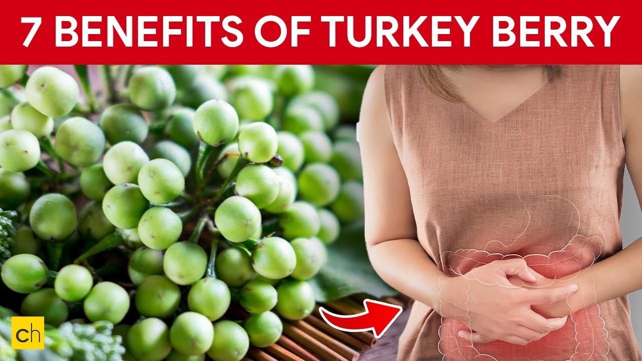 Gut Health Heroes: The Ancient Whisper of Turkey Berries in the Modern Digestive Saga