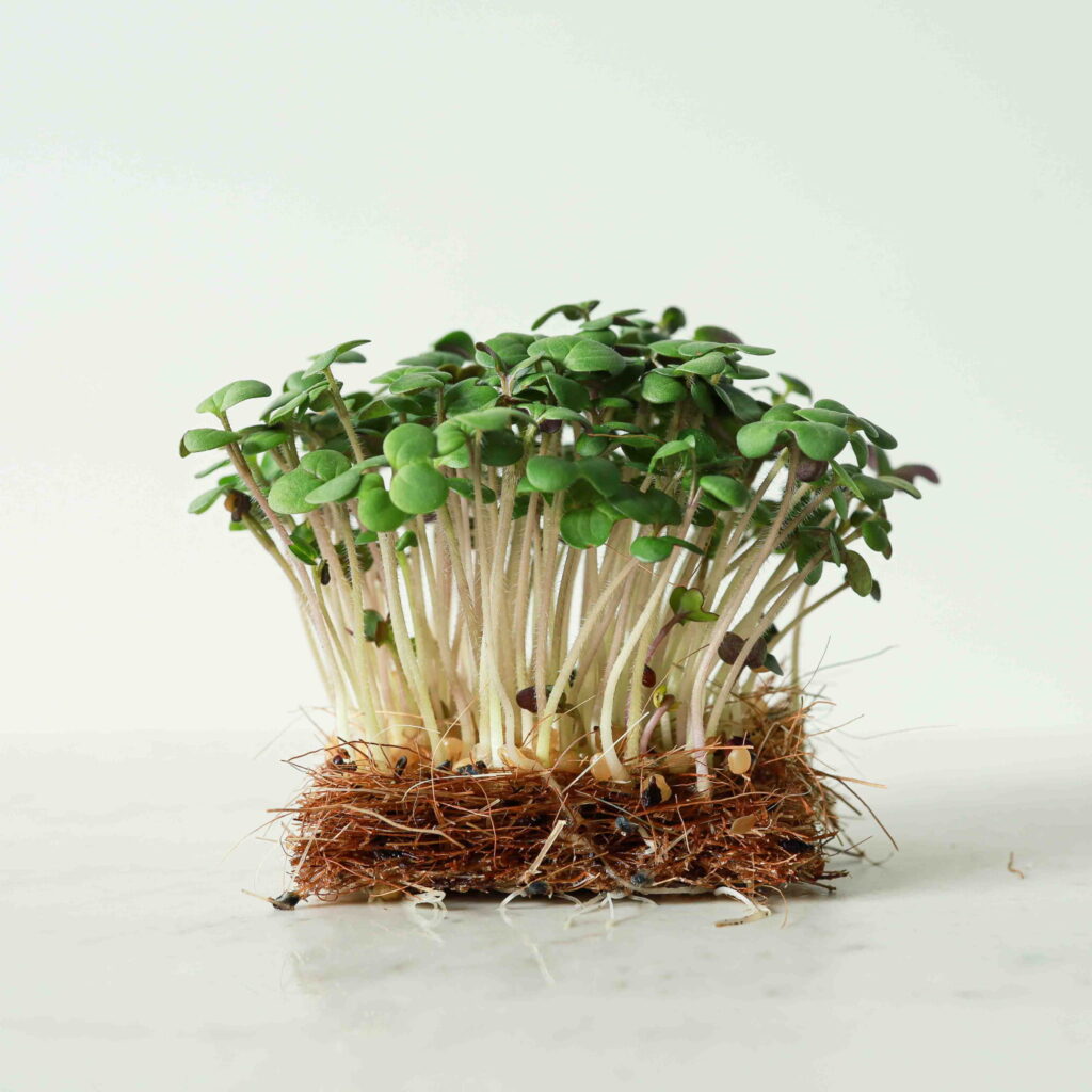 Microgreen Magic: The Concentrated Benefits of Growing White Mustard Sprouts