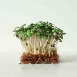 Microgreen Magic: The Concentrated Benefits of Growing White Mustard Sprouts