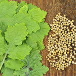 More Than a Condiment: Unpacking the Micronutrients in Sinapis alba