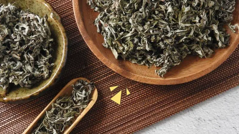 More Than a Weed: 5 Evidence-Based Benefits of Mugwort – A Story of Reclamation