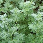 Mugwort and Inflammation: Can This Perennial Plant Replace Your Topical Ointments?