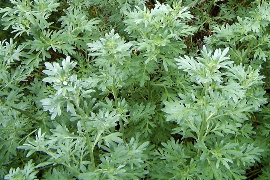 Mugwort and Inflammation: Can This Perennial Plant Replace Your Topical Ointments?