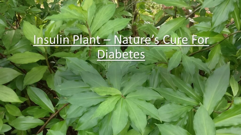 Nature’s Insulin? Investigating Turkey Berries’ Role in Blood Sugar Management
