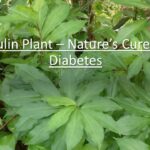 Nature’s Insulin? Investigating Turkey Berries’ Role in Blood Sugar Management