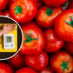 Pressure Drop: The Link Between Tomato Consumption and Healthy Blood Pressure
