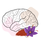 Saffron and the Brain: Neuroprotective Properties You Should Know