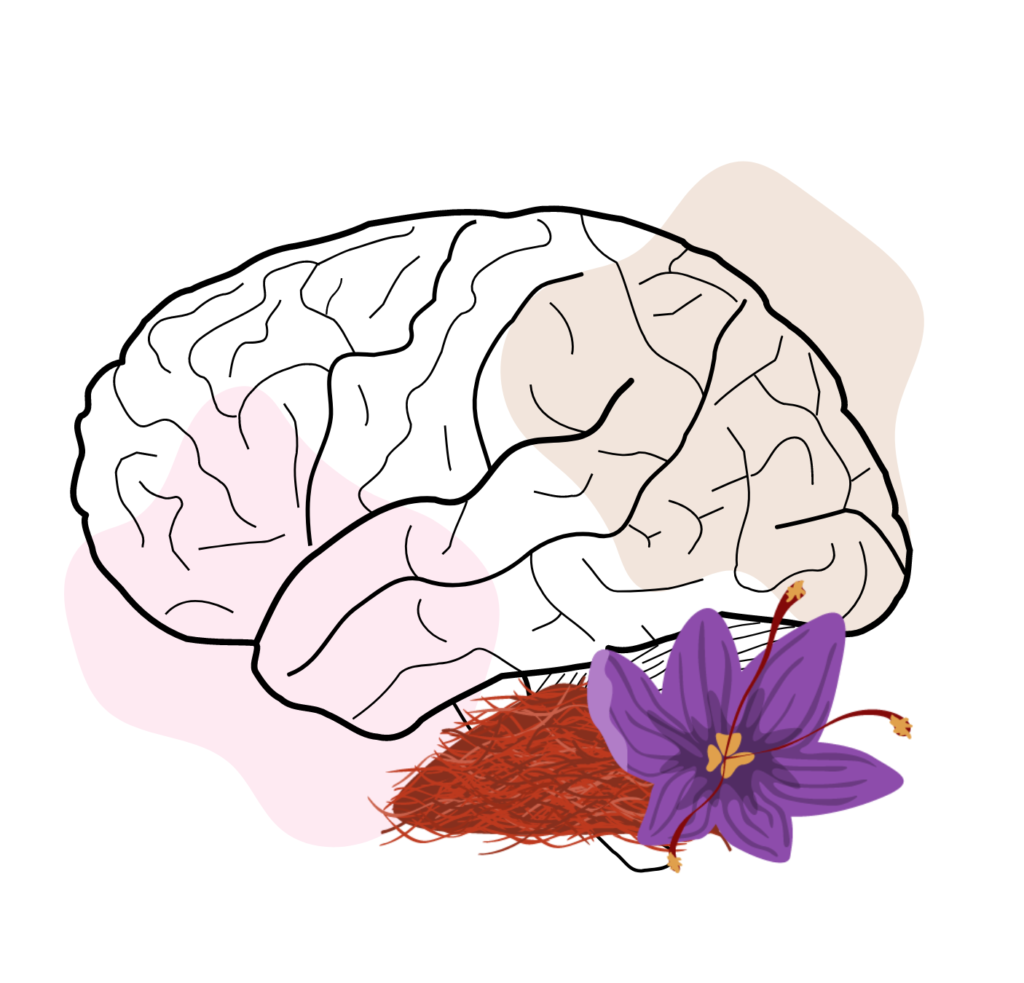 Saffron and the Brain: Neuroprotective Properties You Should Know