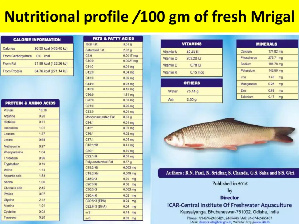 Small Fin, Big Impact: The Nutritional Powerhouse Hidden in Fish