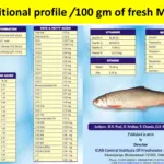 Small Fin, Big Impact: The Nutritional Powerhouse Hidden in Fish