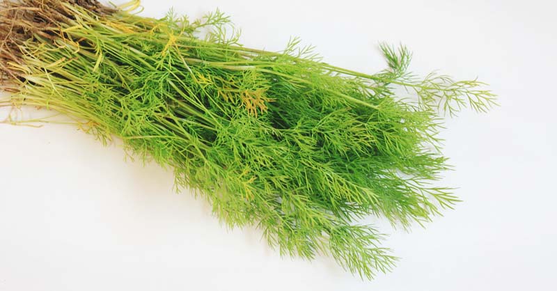 Small Leaves, Big Impact: 7 Reasons to Start Cooking with Dill Today