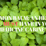 The All-In-One Apothecary: Why You Need Lemon Balm in Your Medicine Cabinet