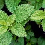 The Cognitive Kick: Can Lemon Balm Improve Your Focus and Memory?