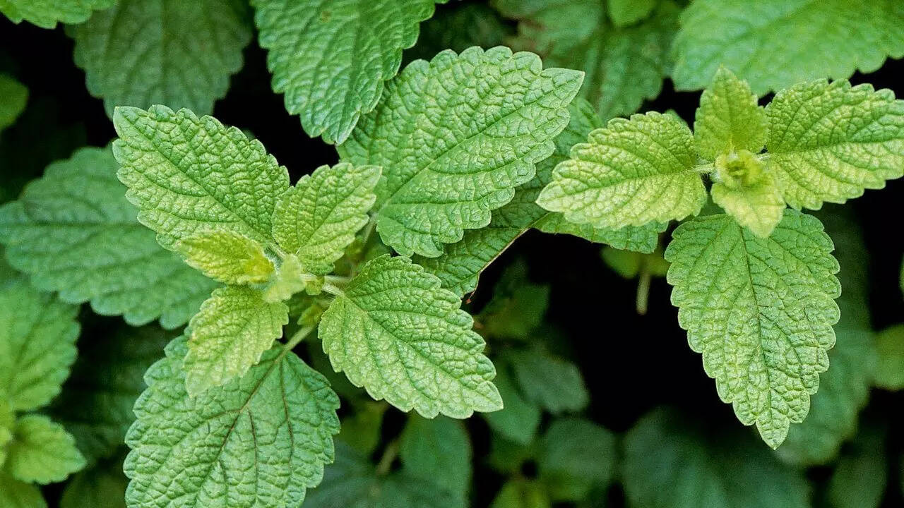 The Cognitive Kick: Can Lemon Balm Improve Your Focus and Memory?