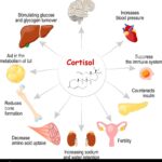 The Cortisol Conundrum and the Intimacy Imperative: How Connection Rebuilds Resilience