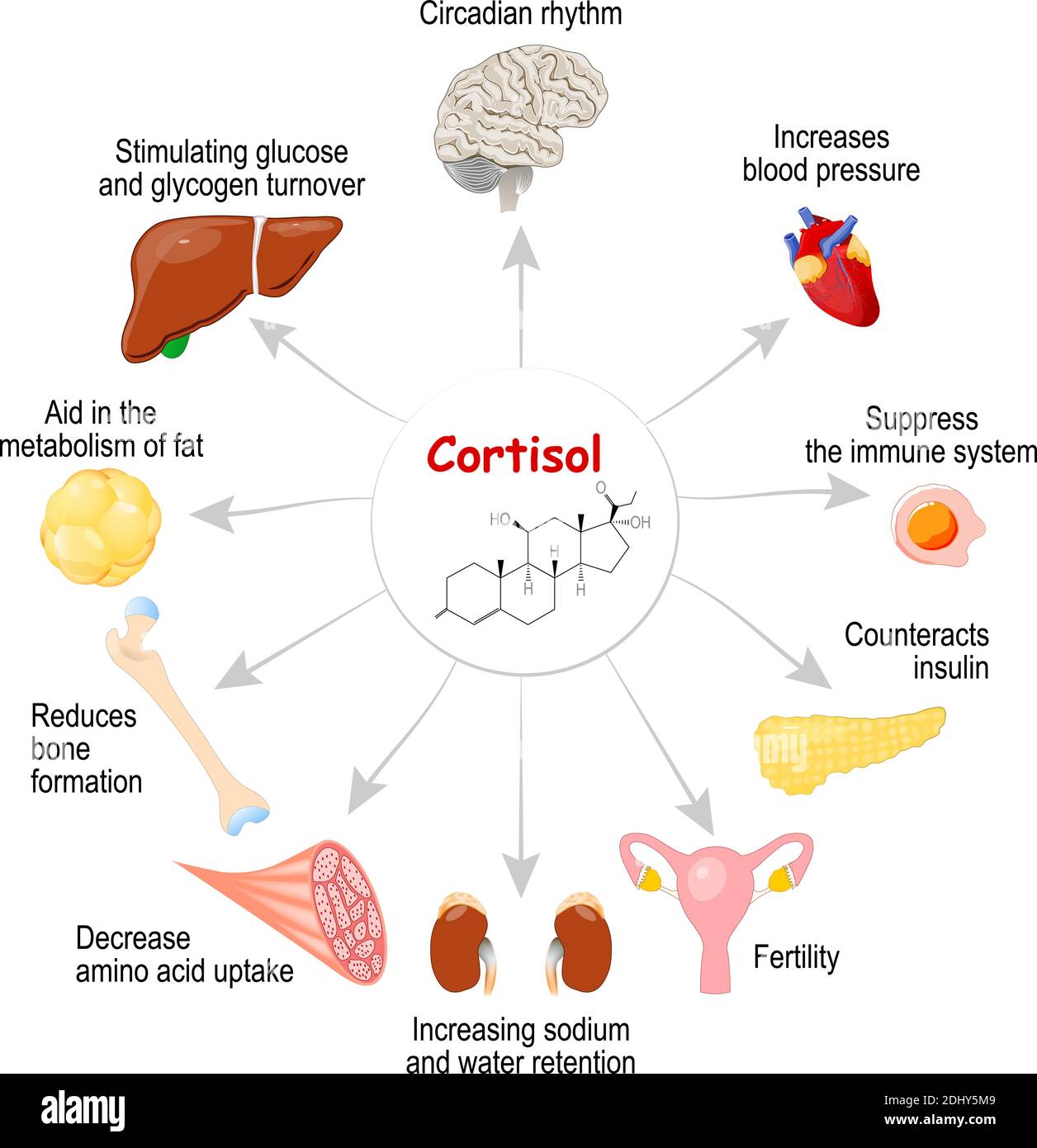 The Cortisol Conundrum and the Intimacy Imperative: How Connection Rebuilds Resilience