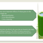 The Crimson Current and the Emerald Elixir: Unearthing the Connection Between Wheatgrass and Hemoglobin Production