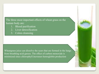 The Crimson Current and the Emerald Elixir: Unearthing the Connection Between Wheatgrass and Hemoglobin Production