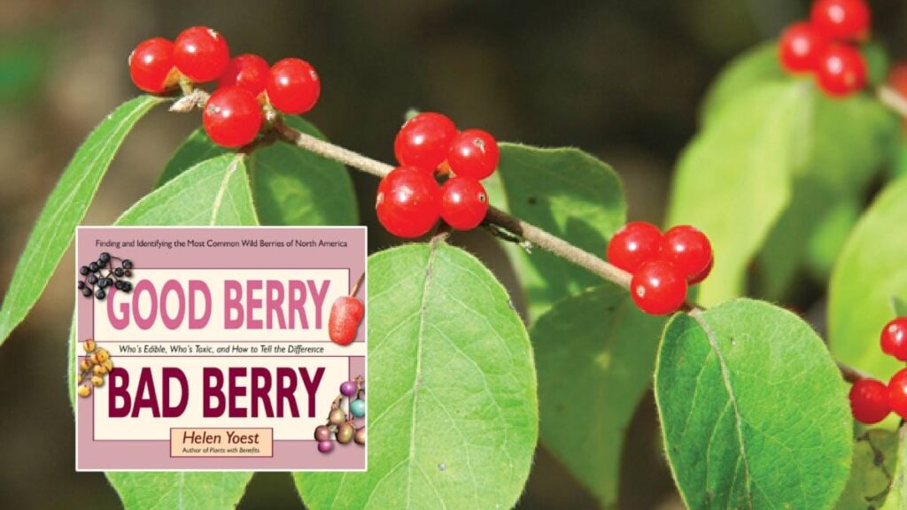 The Crimson Elixir: Unraveling the Tale of the Tiny Red Berry That Conquers Muscle Soreness and Oxidative Stress