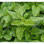 The Digestive Hero: How Lemon Balm Relieves Bloating and Indigestion