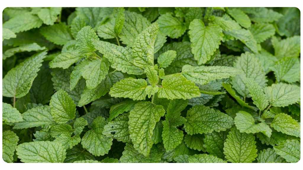 The Digestive Hero: How Lemon Balm Relieves Bloating and Indigestion