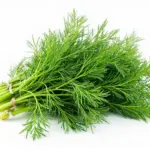 The "Dill" Pill: Unveiling the Ancient Wisdom and Modern Science Behind an Everyday Herb’s Extraordinary Power