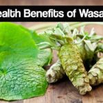 The Fiery Elixir of Life: How Wasabi’s Isothiocyanates Orchestrate Cellular Resilience and Longevity