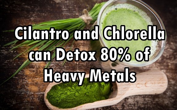The Green Alchemist: Can Wheatgrass Help Flush Out Heavy Metals?