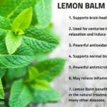 The Green Whisperer: Unearthing 7 Surprising Health Benefits of Lemon Balm