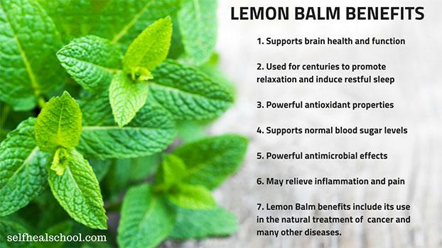 The Green Whisperer: Unearthing 7 Surprising Health Benefits of Lemon Balm
