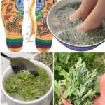 The Science of Bitter: How Wormwood Unlocks the Alchemical Secrets of Digestive Health