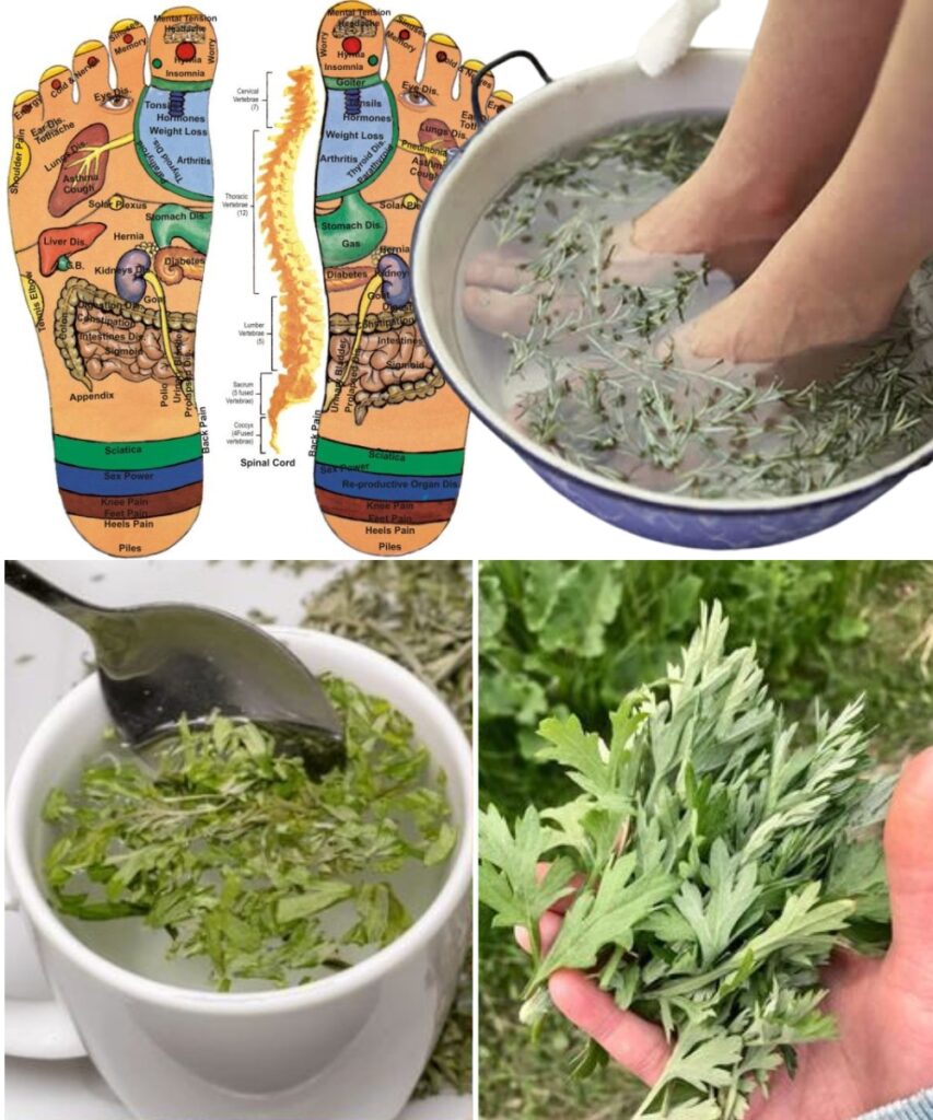 The Science of Bitter: How Wormwood Unlocks the Alchemical Secrets of Digestive Health